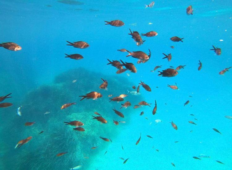 Villa Le Corail Rouge Corse 里奇 外观 照片